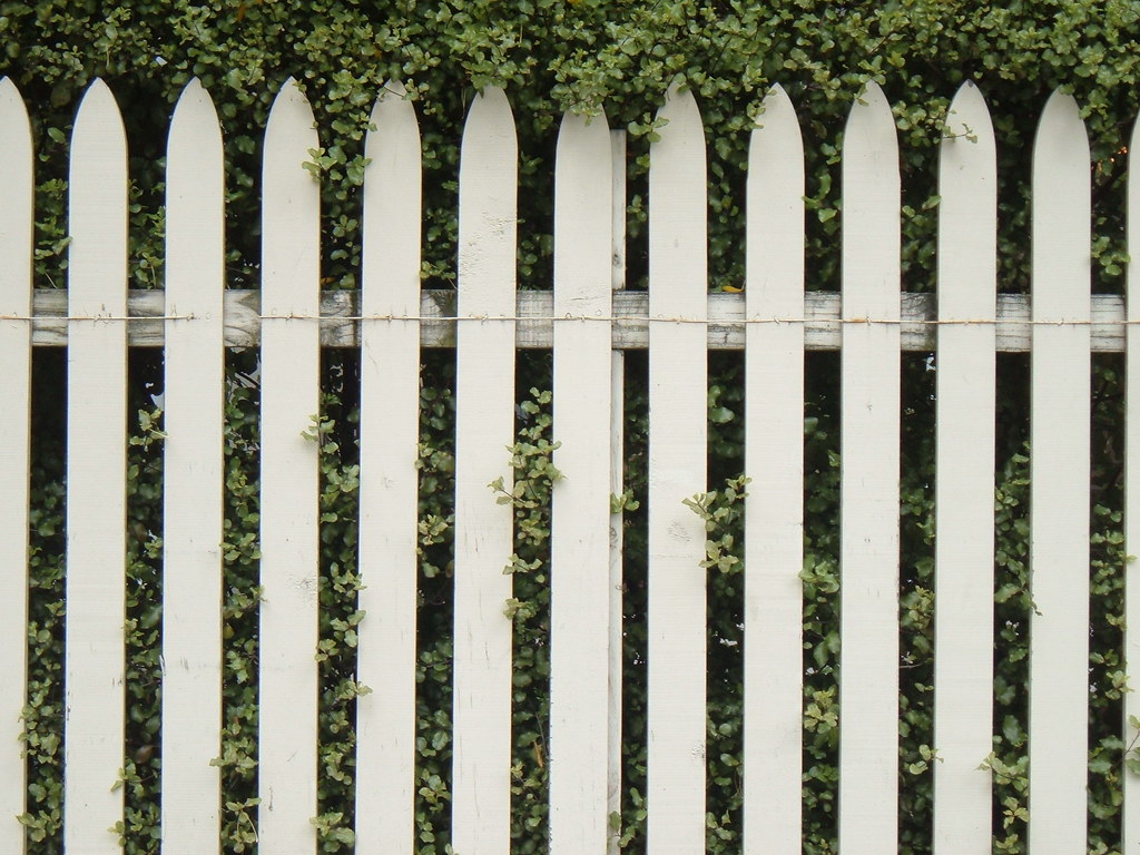 White timber picket fence with ivy growing between the palings