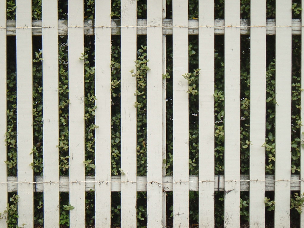 White picket fence palings with trailing garden greenery