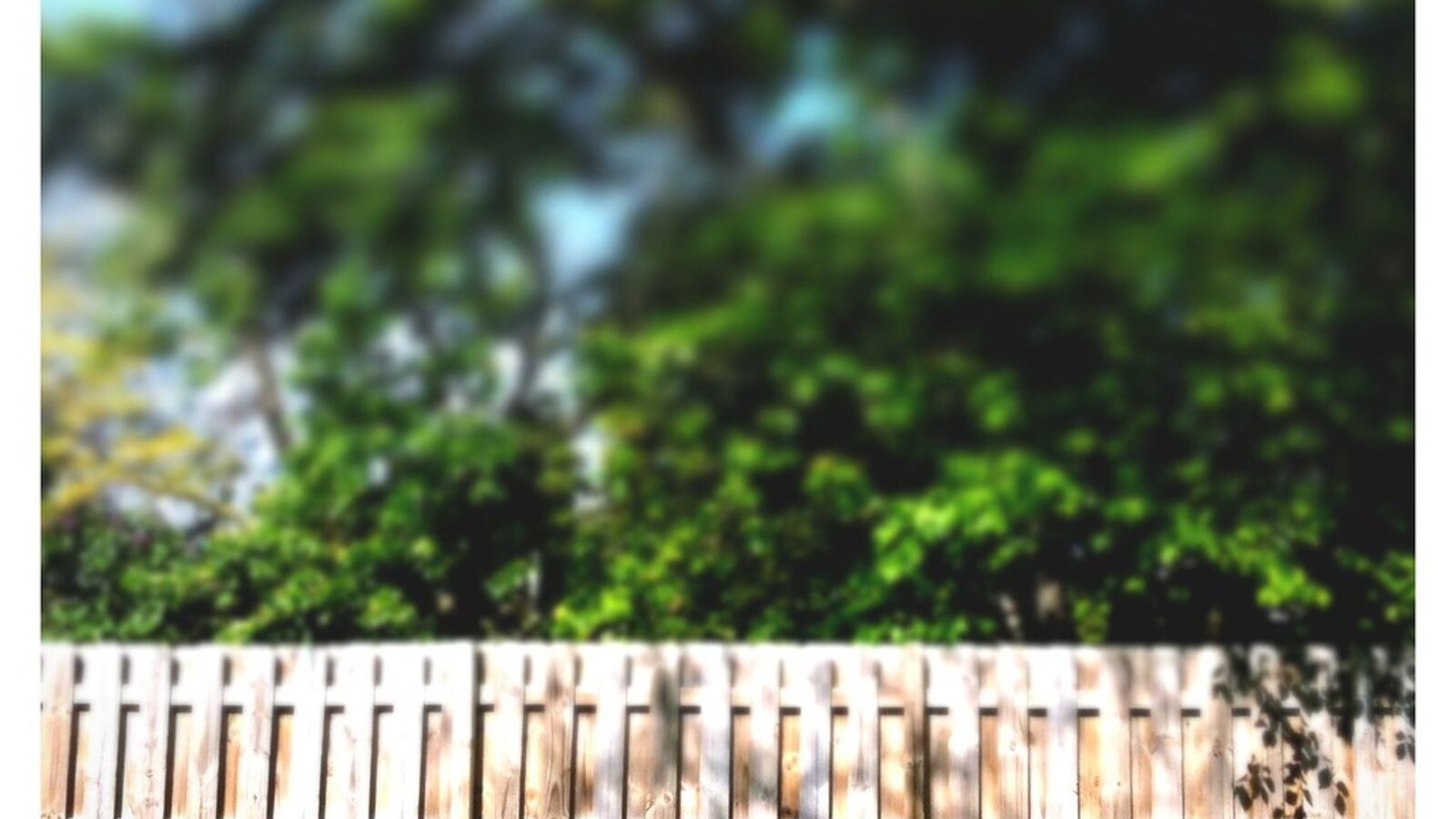 Sunlit timber paling boundary fence in a Christchurch backyard with green lawn and trees